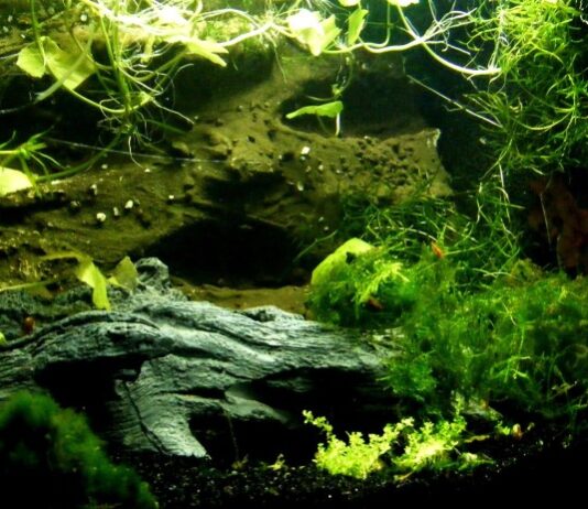 Zastanawiałeś się kiedyś, jaką funkcję pełnią rośliny akwariowe? Odpowiadamy