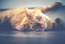 Sucha karma dla kota – na co zwrócić uwagę przy jej wyborze? Podpowiadamy