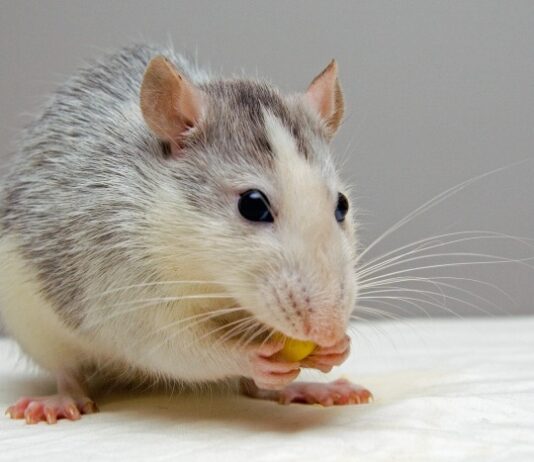 Sztuka Karmienia Szczurów - Tajemnice Zrównoważonej Diety