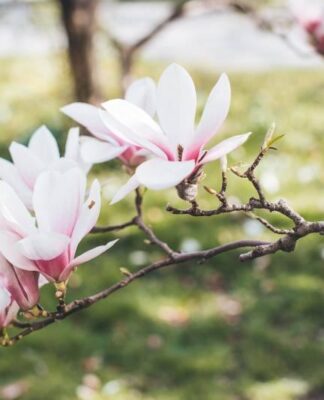Zadbaj o piękne drzewo magnolii w swoim ogrodzie: jakie są potrzeby i sposób pielęgnacji tego drzewa?