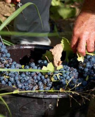 Wybór odmian winogron do uprawy na własnej działce