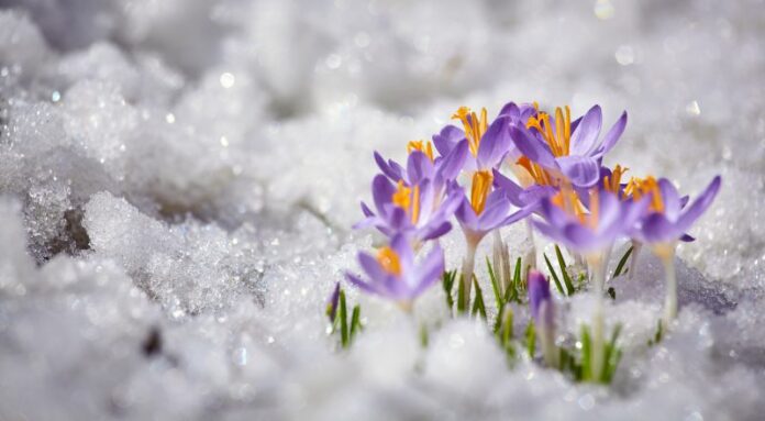 Wiosenne kwiaty - piękne zdjęcia kwitnące w śniegu