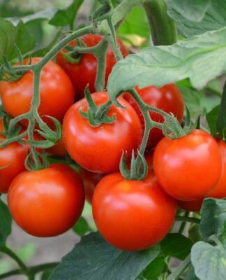 Zbieranie i pielęgnacja pomidorów polnych: termin zbioru i potrzebne działania pielęgnacyjne