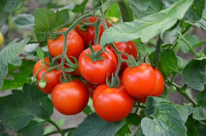 Zbieranie i pielęgnacja pomidorów polnych: termin zbioru i potrzebne działania pielęgnacyjne