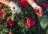 Jak uprawiać i dbać o różańce w ogrodzie – przewodnik po różach rabatowych