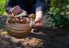 Polskie preferencje grzybowe: jakie gatunki grzybów zbierają Polacy