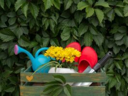 Zdjęcia odmian nachylków o kolorowych kwiatach do rabat i doniczek